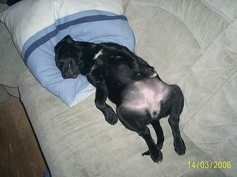 Labrador retriever Freja (Formel 1) - Zezzzzzzzzzzzzzzz... Flader lige ud i sofaen.. godnat Zezzz billede 13