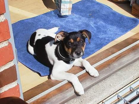 Dansk svensk gaardhund Awesome Spunk - Her er jeg 4  måneder gammel og nyder solen. billede 3