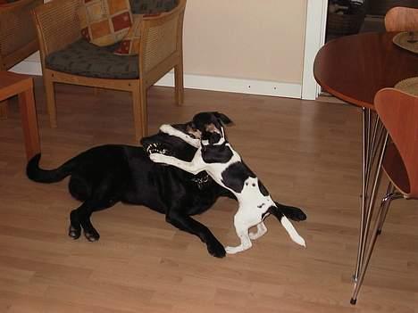 Dansk svensk gaardhund Awesome Spunk - Her leger jeg med min bedste hunde ven Nuser billede 4