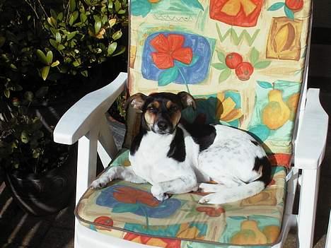 Dansk svensk gaardhund Awesome Spunk - Her har jeg lige "lånt" mors stol i solen billede 5