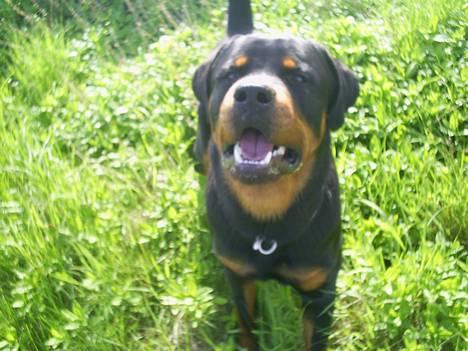 Rottweiler *Simba* (Cue Beat) billede 16