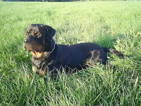 Rottweiler *Simba* (Cue Beat) billede 19