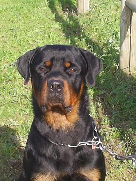 Rottweiler *Simba* (Cue Beat) - NYT! Simba 13 mdr. billede 20