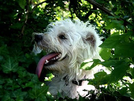 West highland white terrier Chewbacca - 5. aug. 2005 billede 19