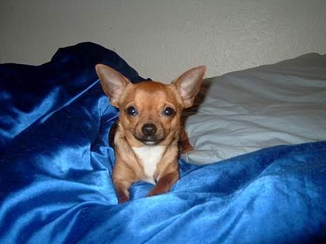 Chihuahua gizmo *rip* - første dag hjemme hos min nye mor billede 1