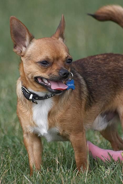 Chihuahua gizmo *rip* billede 2