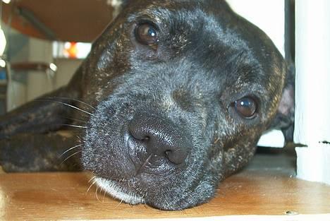 Staffordshire bull terrier Luna - Det er jo ikke til at stå for det ansigt :o) (7 mdr.) billede 8