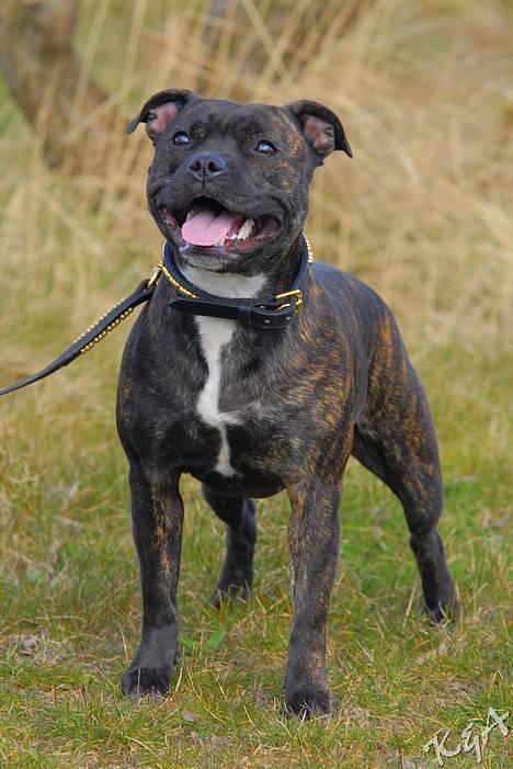 Staffordshire bull terrier Luna - Smil til kameraet (16 mdr.) billede 9