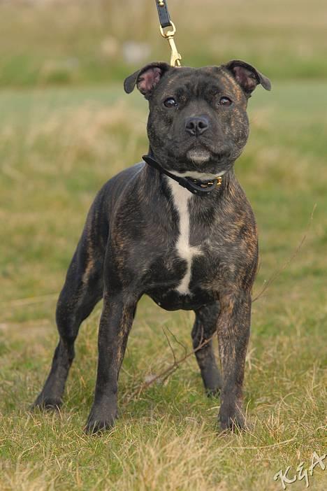 Staffordshire bull terrier Luna - 06.04.07. billede 10