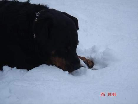 Rottweiler Cherrie.  født 22/12-1998 billede 4