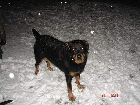 Rottweiler Cherrie.  født 22/12-1998 billede 5