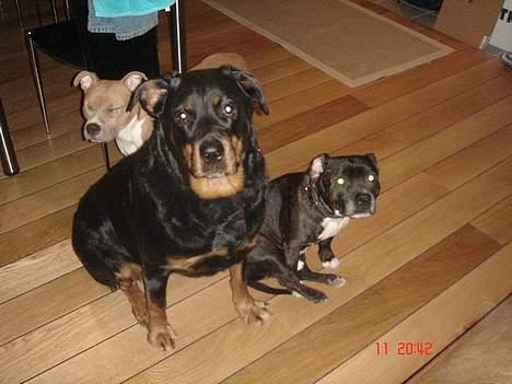 Rottweiler Cherrie.  født 22/12-1998 billede 6