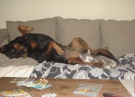 Rottweiler Cherrie.  født 22/12-1998 billede 8