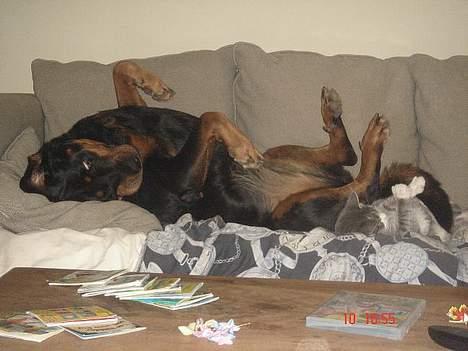 Rottweiler Cherrie.  født 22/12-1998 billede 9