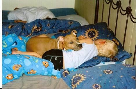 Amerikansk staffordshire terrier Nala. født 18/5-2005 - Elsker at putte med Lucas..  billede 11