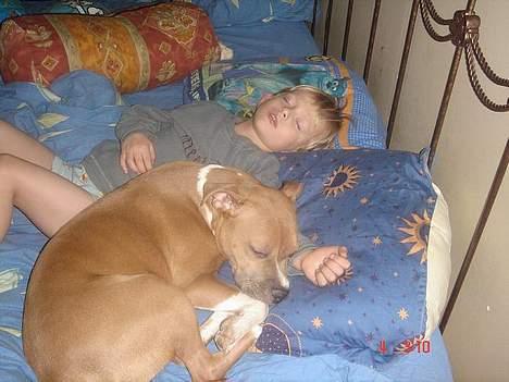 Amerikansk staffordshire terrier Nala. født 18/5-2005 - 2 x 20kg. puttevenner.. billede 12