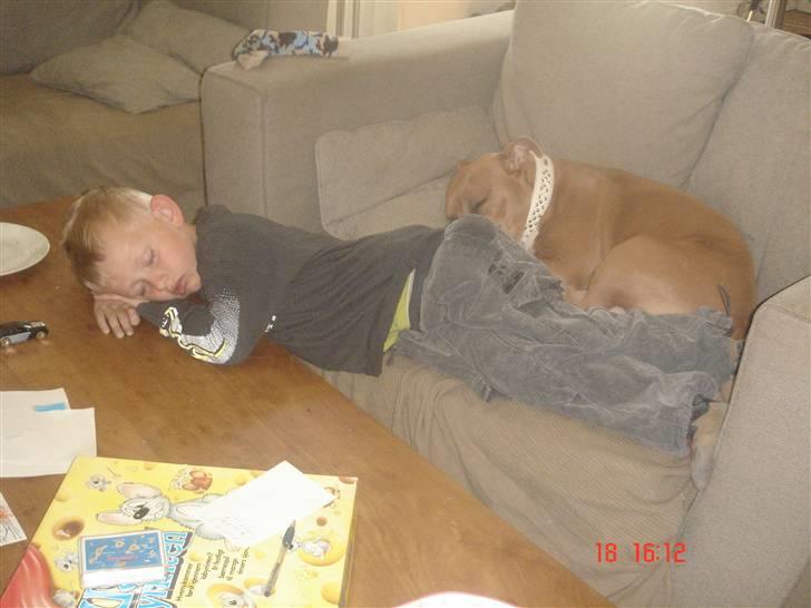 Amerikansk staffordshire terrier Nala. født 18/5-2005 - Så det vist puttetid igen,, men Nala altså - Kan du lige være der :) billede 13