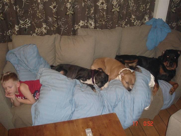 Amerikansk staffordshire terrier Nala. født 18/5-2005 - Så Lucas og de trofaste, noget akavet, gået omkuld igen. billede 14