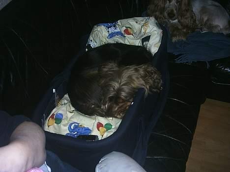 Cocker spaniel victor og max - ja så kom liften hjem dejlig, man sover så godt i den billede 2
