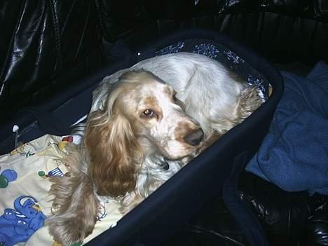 Cocker spaniel victor og max - å er jeg ikke bare dejlig ggg billede 3