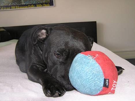 Staffordshire bull terrier Chili - du kan ikke se mig.... billede 5