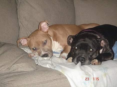 Staffordshire bull terrier Zar.     født 20/7-1997 - Min lillesøster og mig billede 7