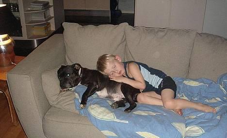 Staffordshire bull terrier Zar.     født 20/7-1997 - Hey, er der nogen der gider bære Lucas i seng.. billede 8