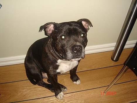 Staffordshire bull terrier Zar.     født 20/7-1997 - Ih, hvorfor skal jeg nu også sidde her.. billede 9