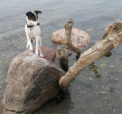 Jack russell terrier Hannibal - What what what?  billede 5