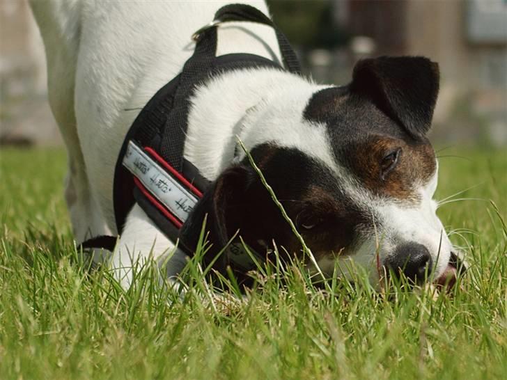 Jack russell terrier Hannibal - Gnaske, gumle, bide... billede 6