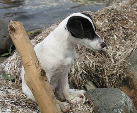 Jack russell terrier Hannibal - Afslapning! billede 7