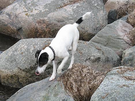 Jack russell terrier Hannibal - Tungen lige i munden eller hvad man nu siger... billede 8