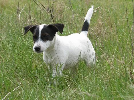 Jack russell terrier Hannibal - Dum-di-dum-diduu! billede 9