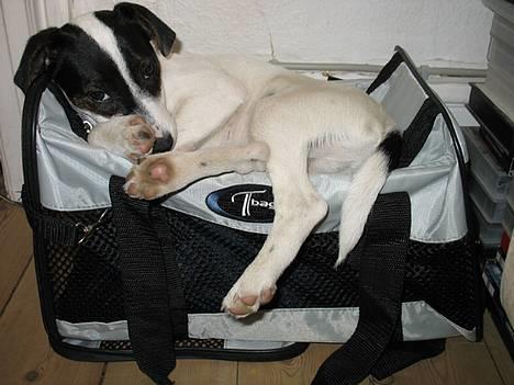 Jack russell terrier Hannibal - Jeg viiiil sove!  billede 10