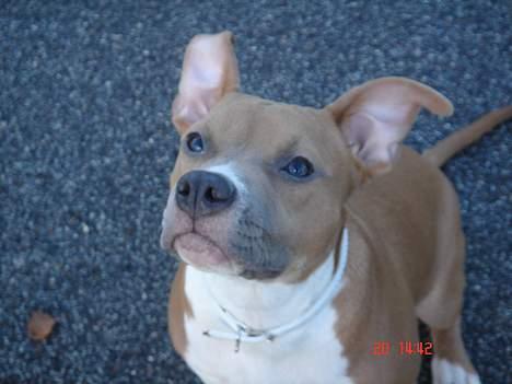 Amerikansk staffordshire terrier Nala. født 18/5-2005 - Nala ca. 6 mdr.  billede 15