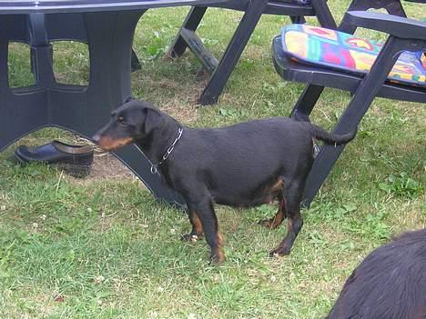 Tysk jagtterrier Foxy**avlivet** - foxy med hvalpe billede 9