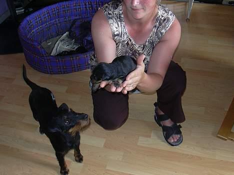 Tysk jagtterrier Foxy**avlivet** - foxy som hvalp billede 10