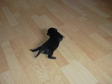 Tysk jagtterrier Foxy**avlivet** - igen som hvalp billede 11