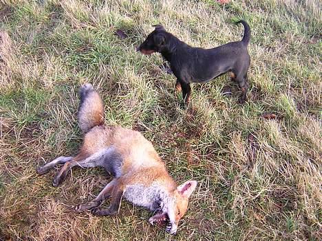 Tysk jagtterrier Foxy**avlivet** - foxy med sin første ræv igen billede 13