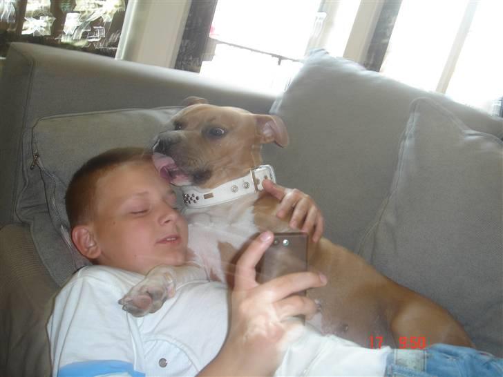 Amerikansk staffordshire terrier Nala. født 18/5-2005 - Kevin, Nala og Kæmpe Kys. billede 16