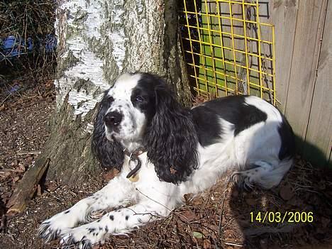 Cocker spaniel <3 Freja <3 - Grr´ .. sikke en lækkerbisken (: billede 13