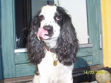 Cocker spaniel <3 Freja <3 - Grr´ .. kig væk mens jeg piller næse me min tunge (: billede 15