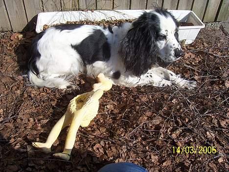 Cocker spaniel <3 Freja <3 - her ligger jeg så med min  kylling som mette havde med hjem fra færøerne (: billede 17