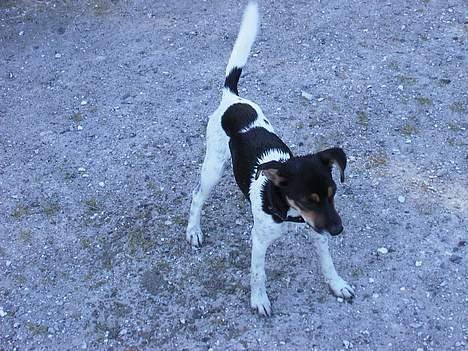 Dansk svensk gaardhund Awesome Spunk - har lige været ude at bade :) billede 10