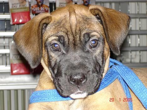 Blanding af racer Tøsen - Tøse pigen billede 1