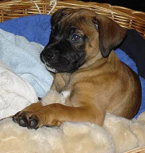 Blanding af racer Tøsen - fin som hvalp billede 2