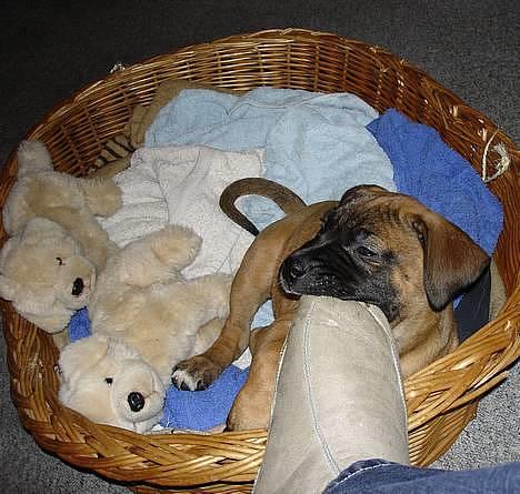 Blanding af racer Tøsen - fars sure sutsko billede 3