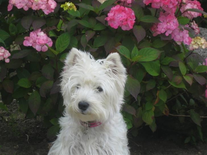 West highland white terrier  kelly - 2 år billede 1