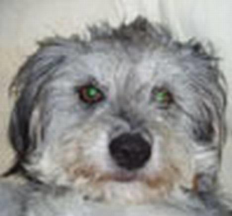 Blanding af racer Laura (Bamse) billede 1