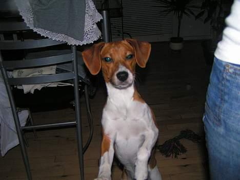 Dansk svensk gaardhund Rocki - Jeg ser godt nok skæv ud var.... billede 15